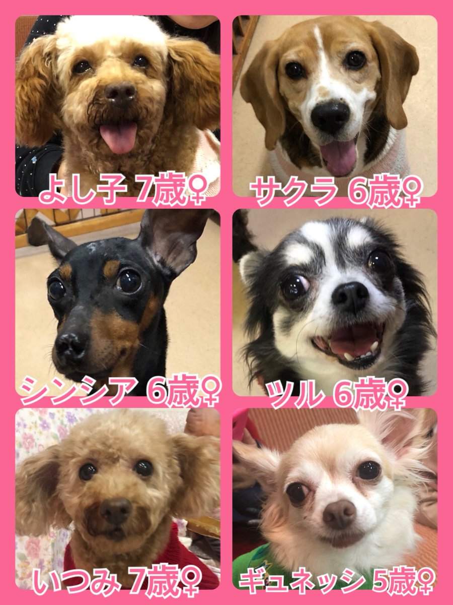 今日はクリスマスイブイブ🎄今日の里親様募集中ワンコ🐶メンバーです🐾2019,12,23